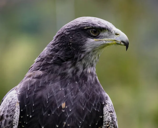 Gros Plan Tête Aigle Buse Poitrine Noire Dans Centre Sauvetage — Photo