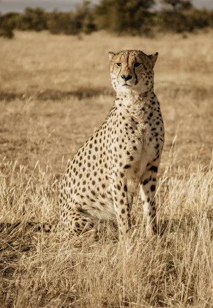 Guépard Adulte Assoit Scanne Ses Environs Namibie — Photo