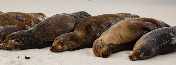 Leone Marino Sull Isola Espanola Isole Galapagos Ecuador — Foto Stock