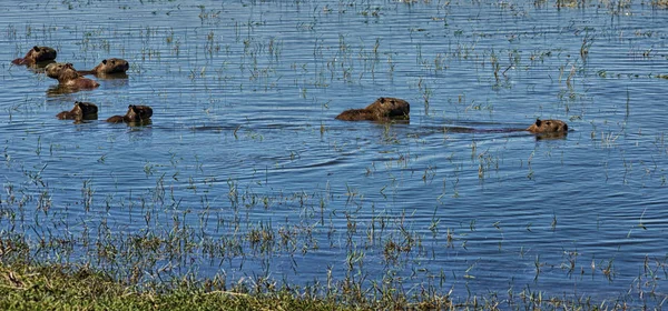 在阿根廷 在水里游泳的卡皮巴拉啮齿类动物和小狗一样大 — 图库照片