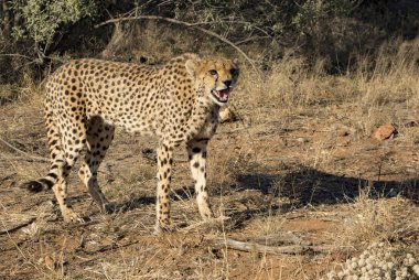 Çita, Namibya 'da çölde yavaşça yürüyor.
