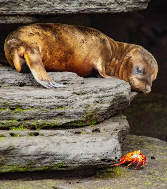 Bebek Deniz Aslanı, Santiago Adası, Galapagos Adaları, Ekvador 'da Sally Lightfoot Yengecine Bakıyor