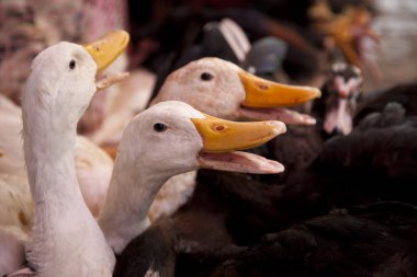 Yerel pazarda satılacak kazlar, akşam yemeği için eve götürülecek.