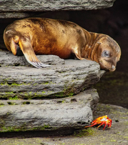 Baby Sea Lion Pohled Sally Lightfoot Crab Isla Santiago Galapágy — Stock fotografie