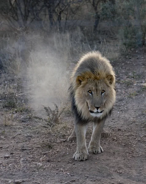 Large Male Lion Walks Desert Namibia — Stock Photo, Image