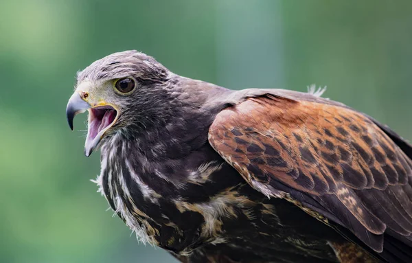 Gros Plan Une Tête Aigle Poitrine Noire Immature Dans Centre — Photo