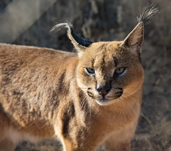 Caracal cat scans his surroundings for food