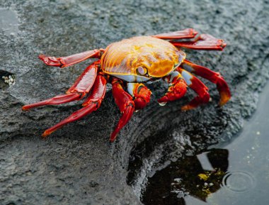 Sally Lightfoot Crab  on Rock on Isla Fernandina, Galapagos Islands, Ecuador clipart