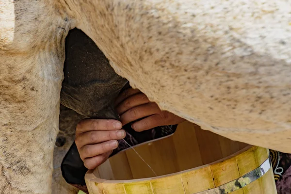 Mãos Mulher Pode Ser Visto Como Ela Ordenha Cavalo Balde — Fotografia de Stock