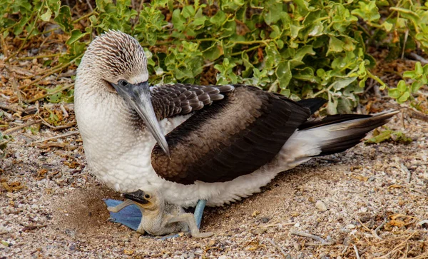 Bleu Pied Booby Mère Assis Sur Poussin Dans Nid — Photo