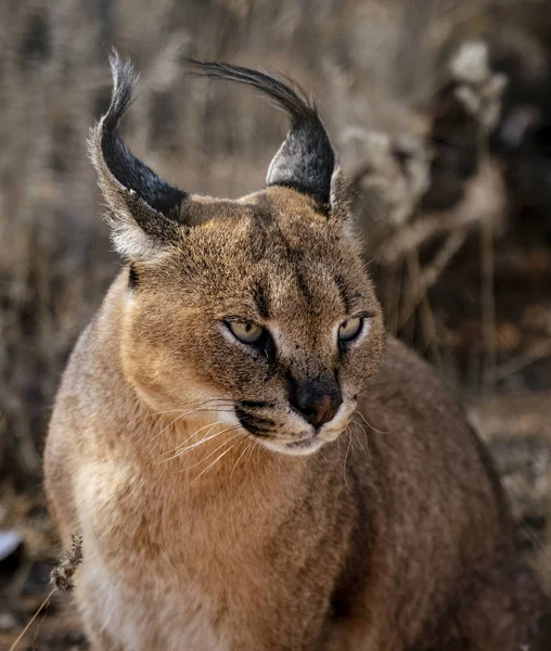 Caracal Katze Sucht Seine Umgebung Nach Futter — Stockfoto