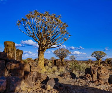 Quivertrees Namibya çöllerine özgüdür.