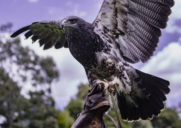 Черногрудый Buzzard Eagle Удерживается Воздухе Тренером Центре Спасения Птиц Эквадоре — стоковое фото