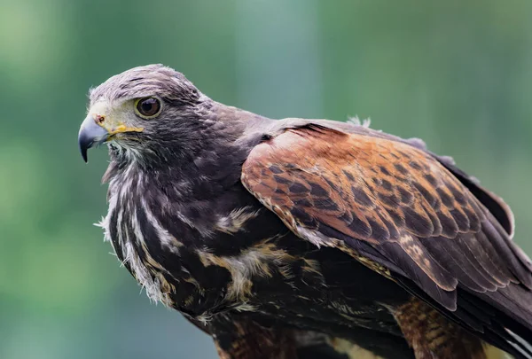 Close Imaturo Preto Peito Buzzard Eagle Cabeça Centro Resgate Aves — Fotografia de Stock