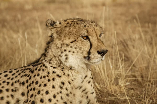 Cheetah Adulto Encontra Grama Seca Namíbia — Fotografia de Stock
