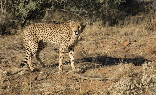 Cheetah Περπατά Αργά Θάμνους Της Ερήμου Στη Ναμίμπια — Φωτογραφία Αρχείου