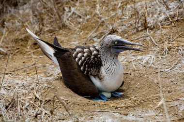 Mavi ayaklı sümsük kuşu, Ekvador açıklarındaki Isla Plata 'da yumurtalara oturur.