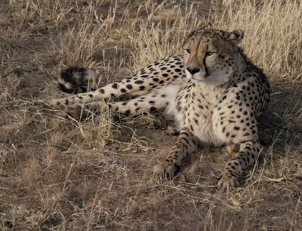 Volwassen Cheeta Ligt Droog Gras Namibië — Stockfoto