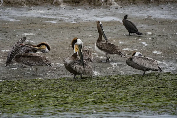 Kahverengi Pelikanlar Kaliforniya Tüylerini Diken Diken Ederler — Stok fotoğraf