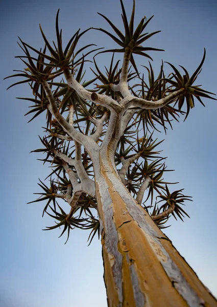 几何树是纳米比亚沙漠特有的 — 图库照片