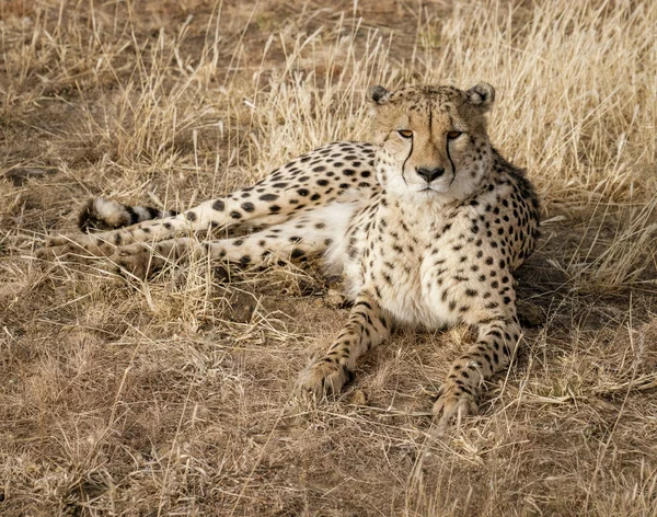 Ausgewachsener Gepard legt sich in trockenes Gras — Stockfoto