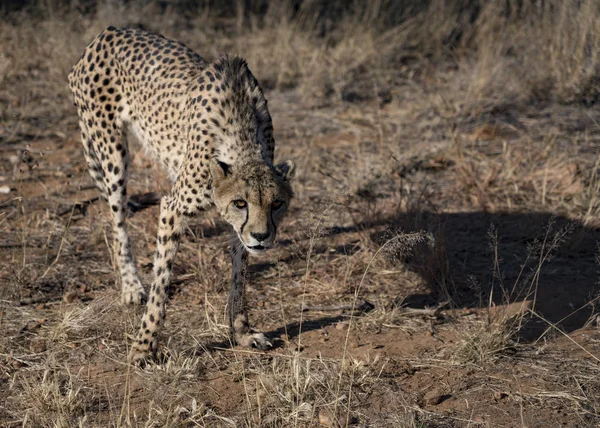 Гепард повільно ходить по пустельному скрабу — стокове фото