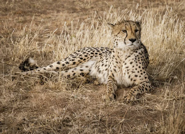 Il ghepardo adulto giace nell'erba secca — Foto Stock