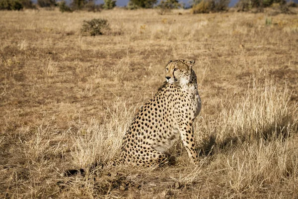Volwassen cheeta zit zijn omgeving te scannen — Stockfoto