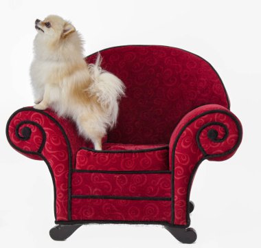 Pomeranian kırmızı sandalye üzerinde