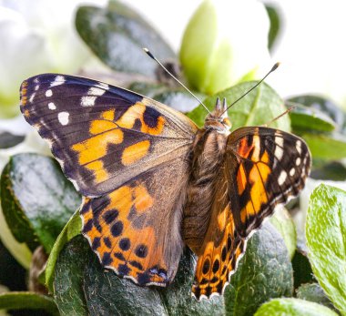 Boyalı Bayan Kelebek