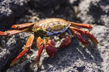 Sally Lightfoot yengeç Galapagos Adaları kırmızı
