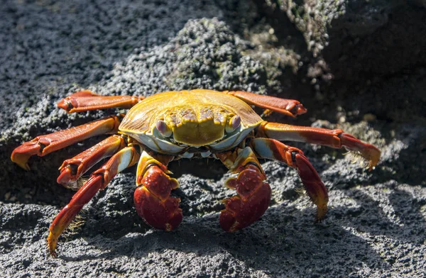Crabe des pieds légers Sally sur le rocher — Photo