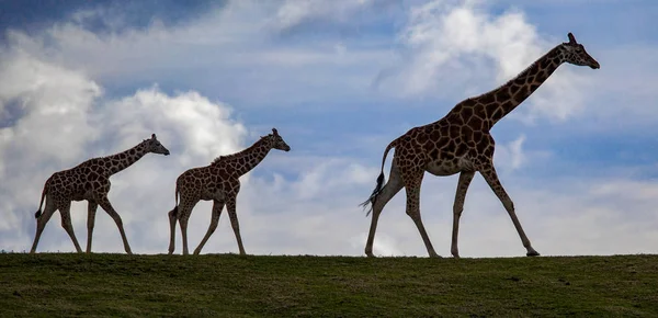 Семья африканских жирафов, идущих по хребту — стоковое фото
