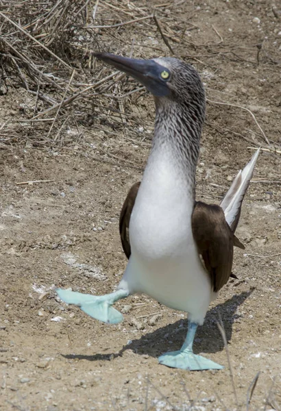 Macho azul footed booby haciendo apareamiento danza —  Fotos de Stock