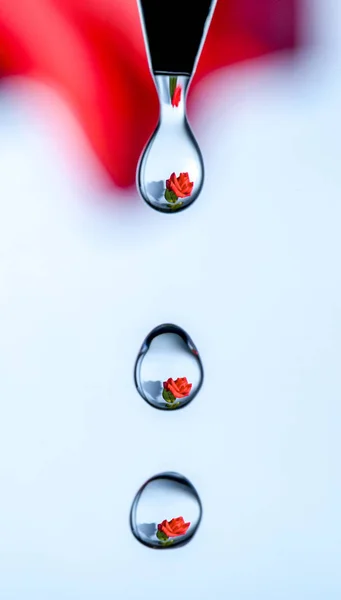 Růže v kapky vody — Stock fotografie