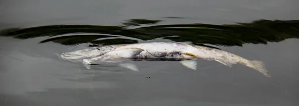 Dead Chum Salmón flotando en el agua — Foto de Stock