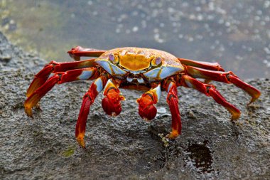 Sally Lightfoot Yengeç Tidepool kenarında