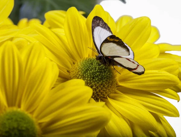 Delias isocharis Butterfly — Stok fotoğraf