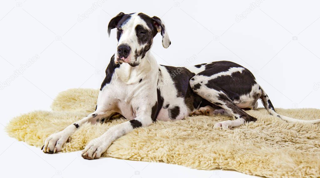 Great Dane on Sheepskin Rug