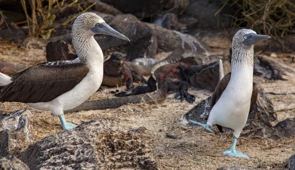 Male blue footed booby dances — Stock Photo, Image