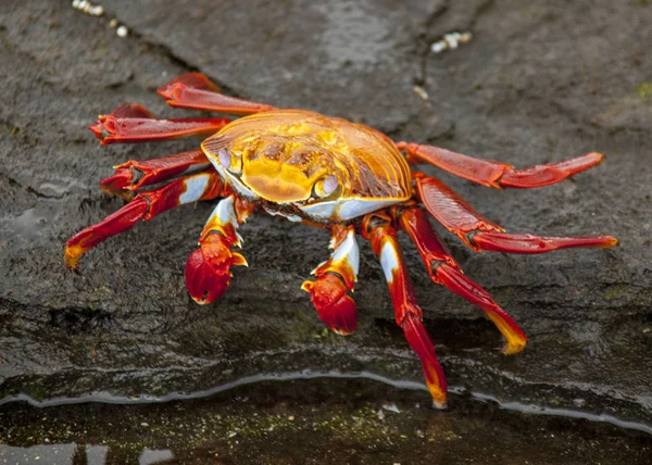 Schwertfußkrebse Auf Galapagos Inseln Rot — Stockfoto