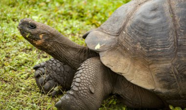 Galapagos kaplumbağası Santa Cruz adasında closeup
