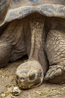 Galapagos kaplumbağası Santa Cruz adasında closeup