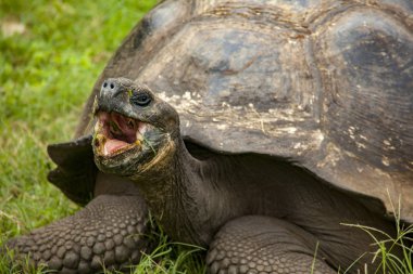 Galapagos kaplumbağası Santa Cruz adasında closeup