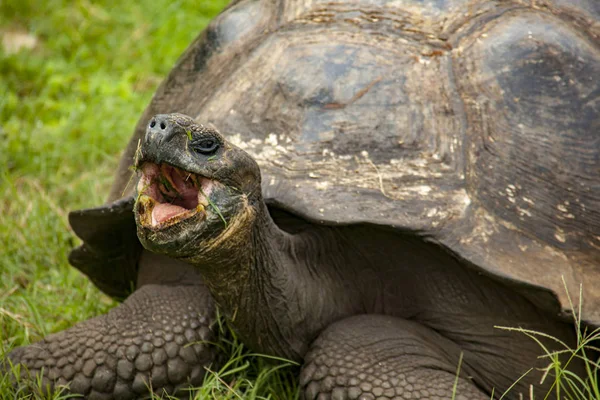 Fechar de Tartaruga de Galápagos na Ilha de Santa Cruz — Fotografia de Stock