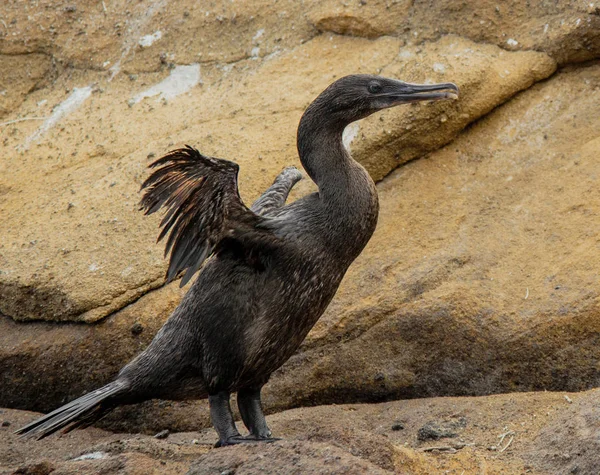 Cormorans sans vol écarte les ailes — Photo