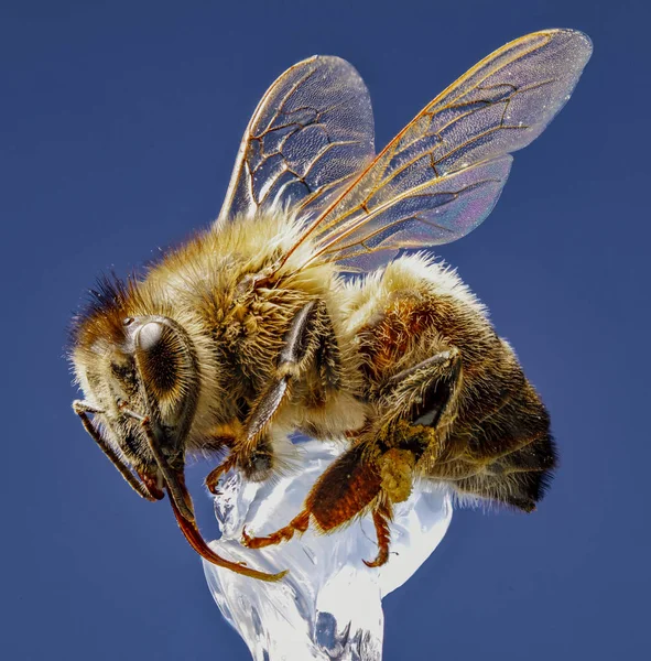 Honey Bee Deep Focus