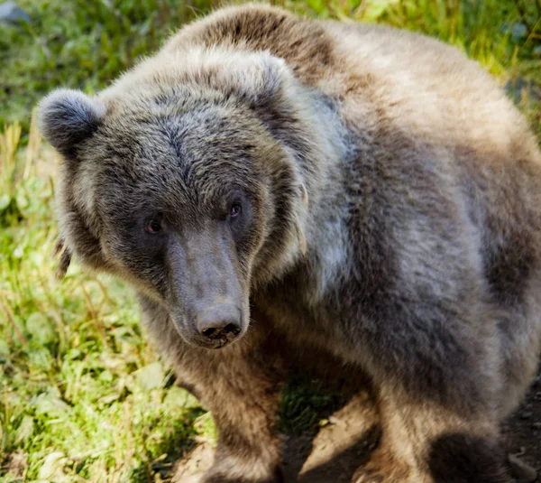 Niedźwiedź Grizzly na Alasce — Zdjęcie stockowe