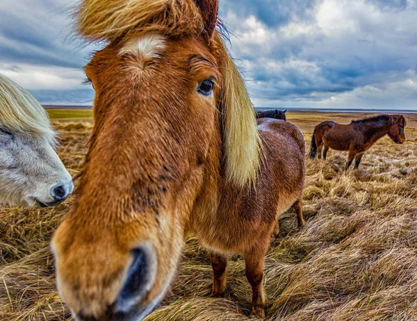Koń islandzkiej zniekształcona twarz — Zdjęcie stockowe