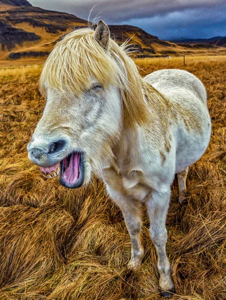 Koń islandzkiej śmiech — Zdjęcie stockowe